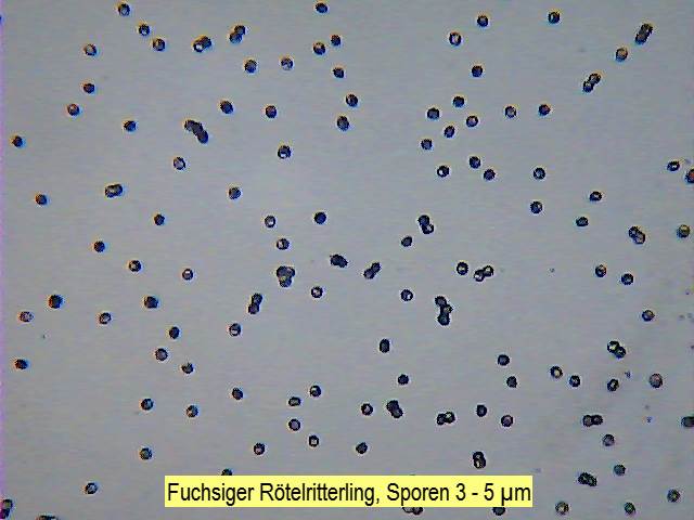 Sporen Fuchsiger Rötelritterling